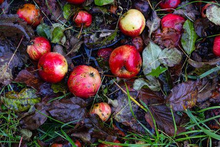 Background. Wet, ripe apples lie on the ground in the rainの写真素材