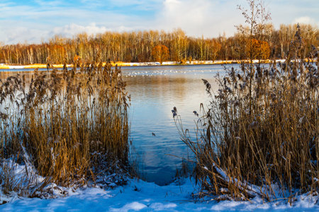 Winter landscape. A little pond in a park in winter. Katowice, Silesia, Polandの写真素材