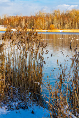 Winter landscape. A little pond in a park in winter.の写真素材
