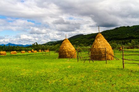 Traditional Haystacks in the field near Baia Mare. Maramures County, Romaniaの写真素材