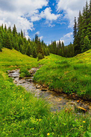 A picturesque forest stream in the Parang Mountains. Southern Carpathians, Romaniaの写真素材