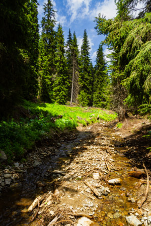 A picturesque forest stream in the Parang Mountains. Southern Carpathians, Romaniaの写真素材