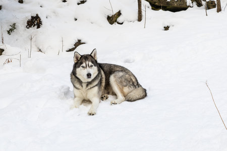 A beautiful adult male Siberian Husky sitting on a path in a snowy forest. Ontario, Canada