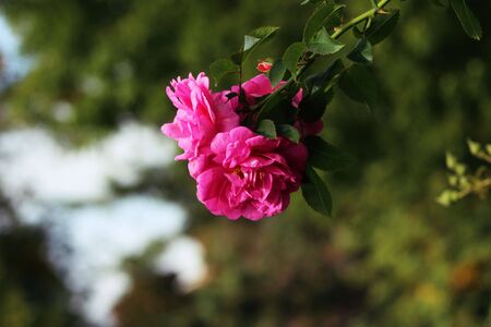 Pink Flowerの写真素材