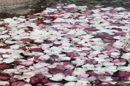 Petals floating in the waterの写真素材