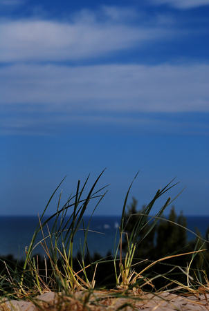 Grass being visible in the foregroundの写真素材