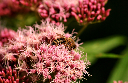 Bee feeding on nectar from a flowerの写真素材