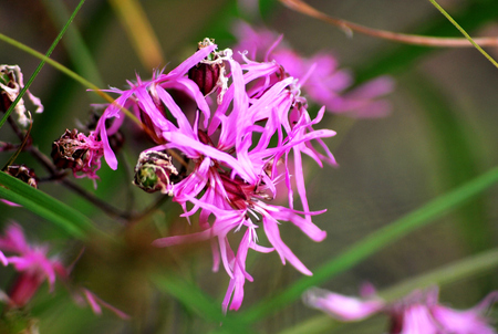 Flower - Campionの写真素材