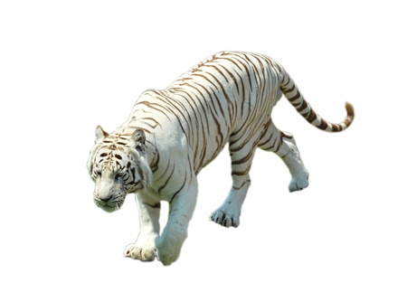 White tigerの写真素材