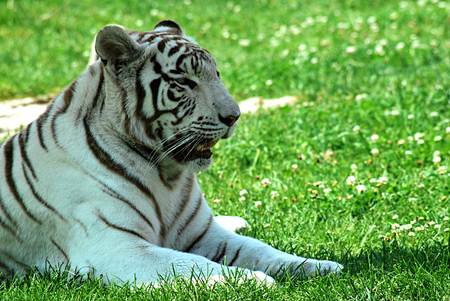 White tigerの写真素材