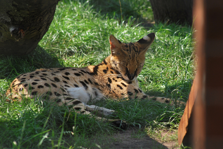 Serval