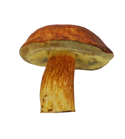 Bolete mushroomの写真素材