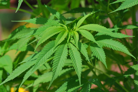 Marijuanaの写真素材