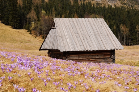 Crocus vernus - saffron flowerの写真素材