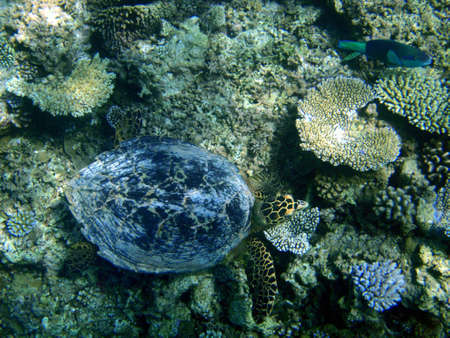 Underwater turtle swimming above a coral reef    の写真素材