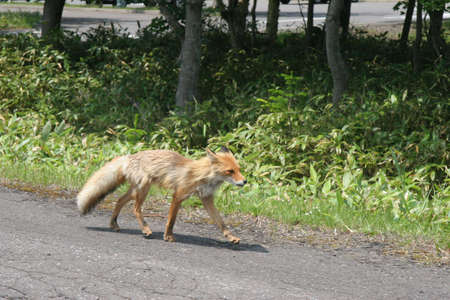Wild fox walking along side of roadの写真素材