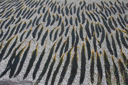 Kelp (seaweed) laid out on a beach to dryの写真素材