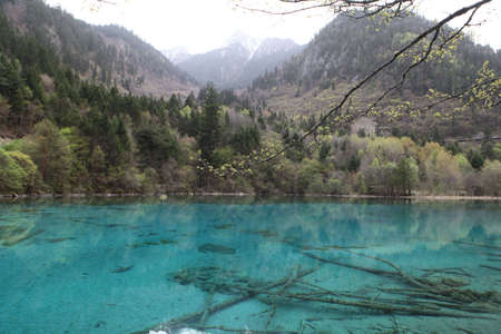 Mountain and a clear sparkling bright blue lake with submerged tree trunks clearly visibleの写真素材