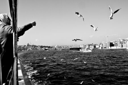 Gulls on the Bosporus fed by passengersの写真素材