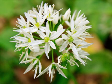 Blooming bear garlic