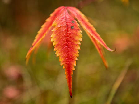 A photo of colorful autumn leaves.