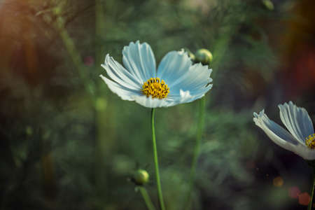 wild flowers in the light of the sun at sunsetの写真素材