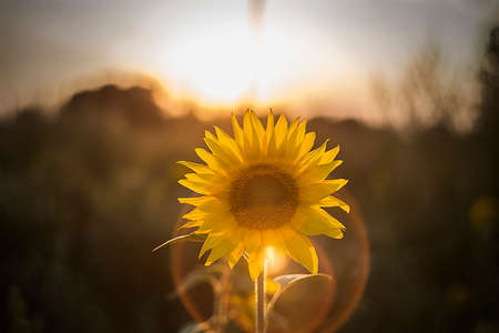 wild flowers in the light of the sun at sunsetの写真素材