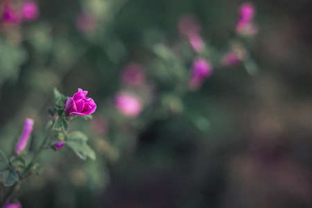 wild flowers close up outdoors in the Park
