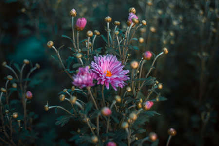 wild flowers close up outdoors in the Parkの写真素材