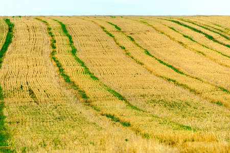 field with mown wheat and tractor tracks
