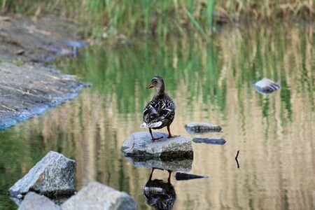 Beautiful Duck on the edge of a lake, lit by the morning sunの写真素材