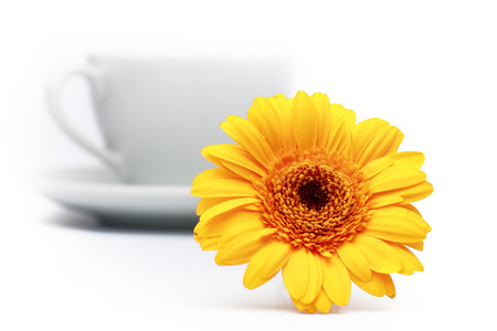 Yellow gerbera against the background of a cup of tea.の写真素材