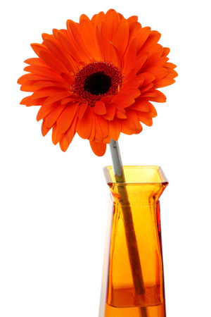 Red gerbera in a vase of orange.の写真素材