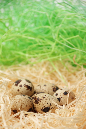 Quail eggs in a nest of hay close-up.の写真素材
