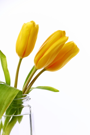 Three yellow tulips in a glass jar.の写真素材