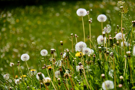 Dandelions on a sunny day./Wind, Dandelion Seed, Flying, Plant, Seedの写真素材