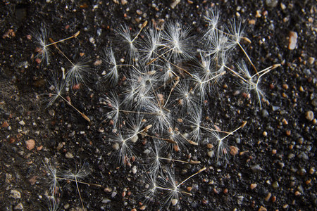 Dandelion seeds on the pavement./Flower, Daisy, Dandelion, Road, Asphalt