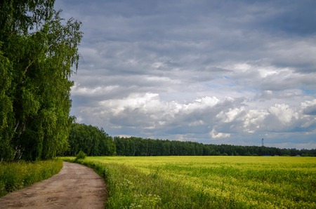 Yellow field and blue skyの写真素材