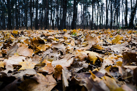 Colorful foliage in the autumn parkの写真素材