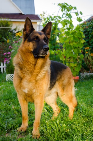 German Shepherd on the grass, dog in the park.の写真素材