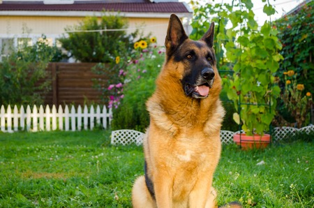 German Shepherd on the grass, dog in the park.の写真素材