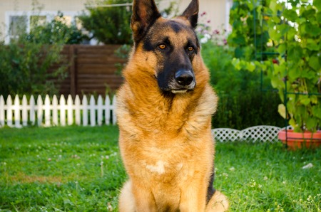 German Shepherd on the grass, dog in the park.の写真素材