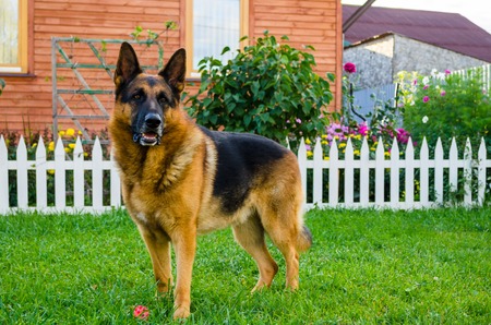 German Shepherd on the grass, dog in the park.の写真素材