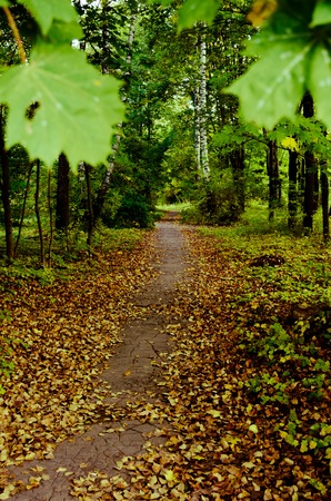 Road in the autumn forestの写真素材