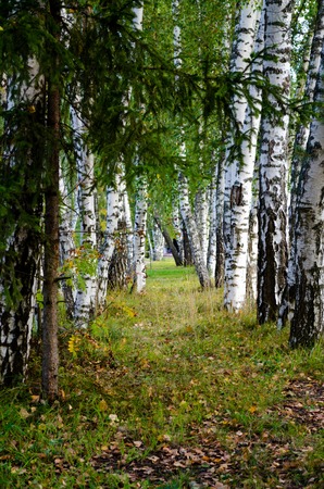 A Path between white birchesの写真素材