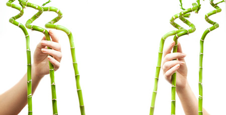 Women hands holding bamboos and forming frame for textの写真素材