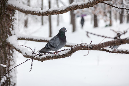 Dark gray pigeon sitting on branch at winter dayの写真素材