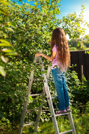 Beautiful girl standing on high ladder at harvesting gardenの写真素材