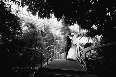 Black and white photo of bride and groom kissing on bridge under big treeの写真素材