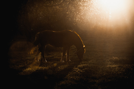 Silhouette photo of horse grazing on glade at evening sun raysの写真素材